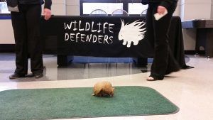 Armadillo is on the loose in the students.