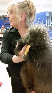 Porcupine eating a granola bar