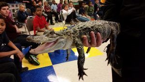 Boca the American Alligator smiles for the camera