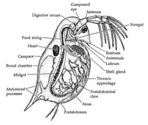 A diagram of daphnia anatomy