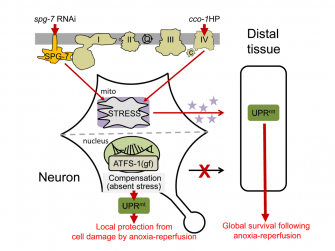Sal Pena’s work on the mito-UPR is in press at PLoS One