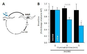 Optogenetic ROS in worms!