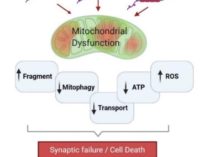 Tau Post-Translational Modifications and Mitochondrial Quality Control