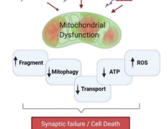 Tau Post-Translational Modifications and Mitochondrial Quality Control