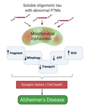 Tau Post-Translational Modifications and Mitochondrial Quality Control
